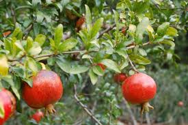 Check out the video above to learn more about ten types of fruit trees that can thrive in the houston area. Best Fruits To Grow In Texas North Texas Fruits Trees