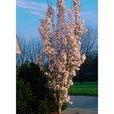 Online Orchards Amanogawa Cherry Blossom Tree Bare Root 3 Ft To 4 Ft Tall Flch009 The Home Depot Cherry Blossom Tree Blossom Trees Flowering Crabapple Tree