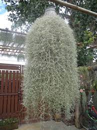 So how do you water a plant that doesn't grow in soil? L M Lawrencekw1915 Profile Pinterest