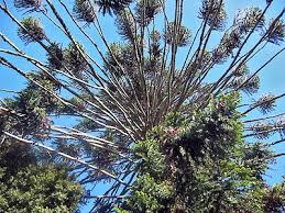 Image result for Araucaria bidwillii