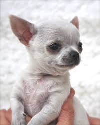 Why are chihuahuas so cute? Small Dog Breeds In India Chihuahua Pets Lovers