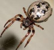 Maybe you would like to learn more about one of these? Urban Spider Chart Entomology