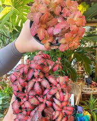 Image result for dieffenbachia flower