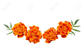 We offer our esteemed clients, a mesmerizing range of fresh and fragrant marigold flowers to sat read more. Orange Marigold Flower Tagetes Erecta Mexican Marigold Aztec Stock Photo Picture And Royalty Free Image Image 111702561