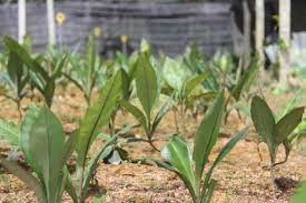 Manis, khasiat pokok herba, nama saintifik pokok herba, tanaman pokok herba, pokok herba tradisional, senarai herba wannura halaman 4 via wannura.wordpress.com. 7 Manfaat Rumput Fatimah Dan Bahaya Untuk Tubuh