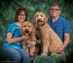 Image result for labradoodle