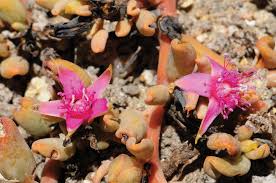 Image result for Sesuvium hydaspicum