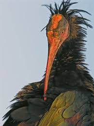 Bird With Red Neck And Head The Peculiar Features Of The Northern Bald Ibis Bald And Red Head Elongated And Loose Feathers Of The Hind Neck And Iridescent Pet Birds Ibis Nature Animals