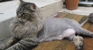 A lion cut is a short shave for your cat with definite lines. The Maine Coon Lion Cut Pros And Cons Maine Coon Expert