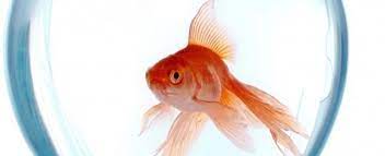 Which is the best fish to keep in a fish bowl? How To Care For Your Fish Bowl