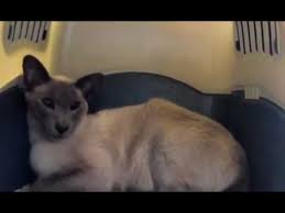But if your cat begins sleeping in the litter box or starts hanging out in there, have her checked by the veterinarian. Cat Sleeping In The Litter Box Youtube