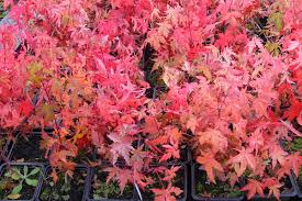 A healthy one should be between 2.5 and 4 inches (6.35 and 10.16 cm) in diameter, with both wings intact. Japanese Maple Bonsai Care Bonsaischule Wenddorf