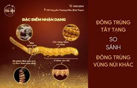 So sánh con Đông Trùng Hạ Thảo Tây Tạng với con Đông Trùng vùng khác