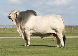 Our passion for brahman cattle dates back to 1906 when thomas m. Why Brahman Cattle B R Cutrer Inc Hungerford Texas