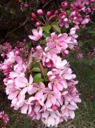 Maybe you would like to learn more about one of these? Thunderchild Flowering Crab For Sale Treetime Ca
