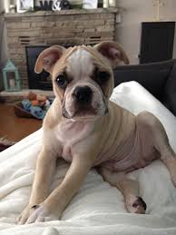 You must make a smart decision when adopting an aussie mix french bulldog because of its distinguished appearance and personality. List Of French Bulldog Mixes With Pictures