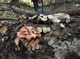 Image result for Merulius incarnatus