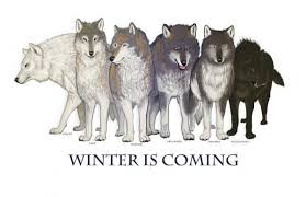 Todo Sobre Los Lobos De Juego De Tronos Curiosidades Sobre El Lobo Huargo Gameofthrones Game Of Thrones Ghost Game Of Thrones Wolves Dire Wolf