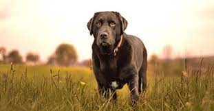 I am lost as to what comes next. Ckc Canine Registration Continental Kennel Club