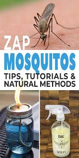 Zap Those Mosquitos How To Repel Mosquitos The Garden Glove