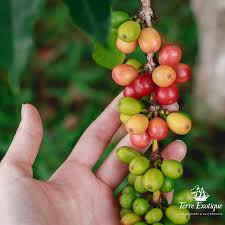 Le Saviez Vous Terre Exotique Gastronomie Fruits