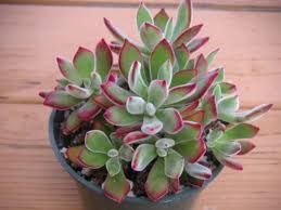 The succulent plant can reach up to 8 (20 cm) in diameter. Echeveria Pulv Oliver Red Echeveria World Of Succulents
