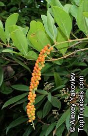 Image result for Citharexylum