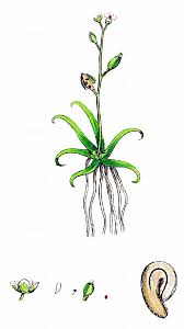 Image result for Subularia