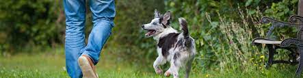 R for relief & results. Colorado South Dog Training Canine Dimensions