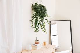 Check spelling or type a new query. 8 Best Houseplants For Hanging Baskets