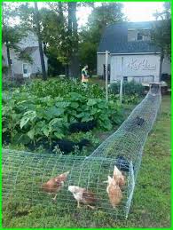 Kandang Ayam Bangkok Yang Sederhana Tetap Kreatif Dan Modern Kandang Ayam Tata Letak Taman Halaman Belakang