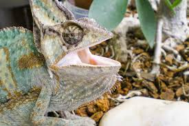 We are a separate company partnering with petco to give you convenient and affordable access to veterinary. Is An Exotic Pet Right For You Eastside Veterinary Hospital