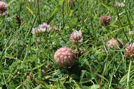 Image result for Tragus pedunculatus