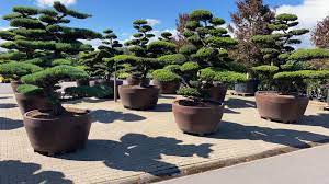 Eine spezielle selektion von gehölzarten, die für diese verwendung speziell geeignet sind, werden für echte gartenbonsai verwendet. Gartenbonsai Gartnerei Hupp