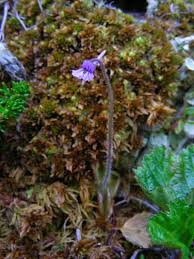 Image result for Lentibulariaceae