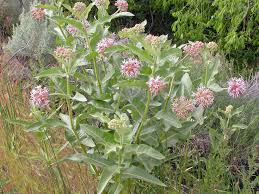 Monarch butterfly on tropical milkweed plant. 7 Spring Planting Secrets For Growing Great Milkweed Plants