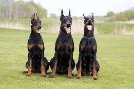Beverly hills chihuahua / ქართულად. Doberman S Portrayal Dog Stereotypes