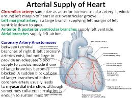 Termination of left anterior descending. What Does The Diagonal Artery Supply