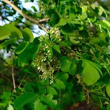 Image result for Dalbergia melanoxylon
