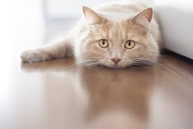 5 most of us used to be happy with a normal pet. How Long Do Cats Live With Feline Cancer Vitality Science