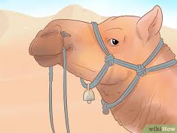 Get in touch with a usa real estate agent who can help you find the home of your dreams in usa. How To Buy A Camel With Pictures Wikihow