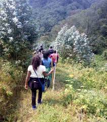 Image result for Bothriocline nyungwensis