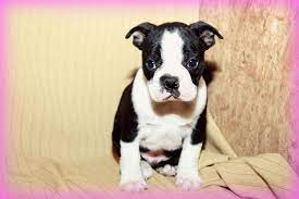 Boston terriers are our passion and health and character our main interest. Craigslist Boston Terrier Puppies For Sale Petsidi