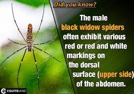 The female black widow is easy to recognize (if you the black widow spider does not spin the pretty webs, instead she will spin the thick jumbles looking cobweb. Skip To Main Content Csuitemind Logo Toggle Navigation Quotes Facts Success Books Biography On This Day Blog Images Black Widow Spider Facts Female Black Widows Are Shiny Black With A Red Orange Hourglass Pattern On Their Abdomen Source Animals