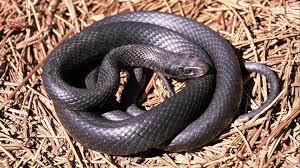 These include florida cottonmouth, which is found in florida and parts of georgia. What Should I Do When I See A Snake 11alive Com