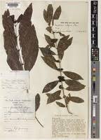 Image result for Polysphaeria