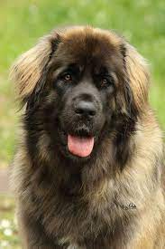 pin von sheri powers auf crate training puppies leonberger hunde hunde wilde hunde