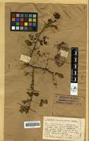 Image result for Commiphora tenuipetiolata
