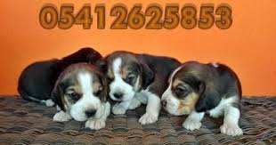 Beagle Yavru 05412625853 Beagle Kopek Yavru Kopek