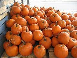 We did not find results for: Pumpkin Wikipedia